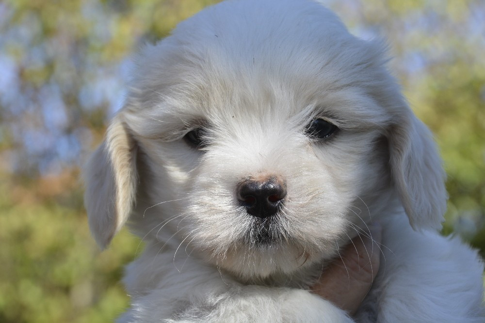 de la Forêt du Kranou - Chiots disponibles - Coton de Tulear