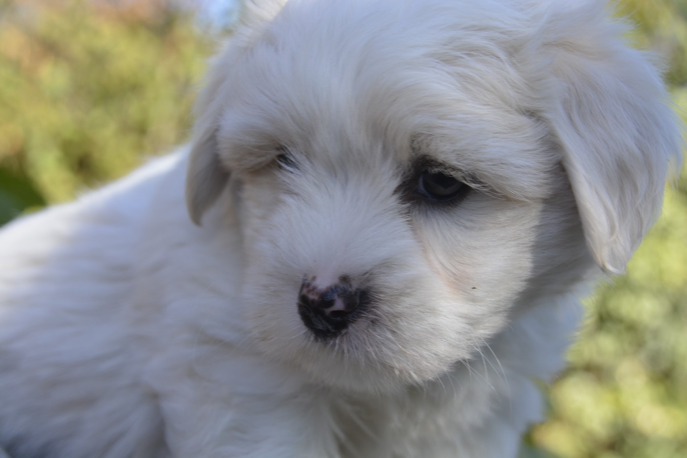 de la Forêt du Kranou - Chiots disponibles - Coton de Tulear