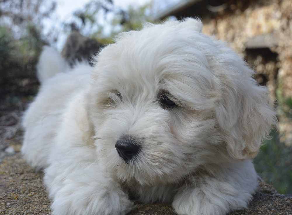 de la Forêt du Kranou - Chiots disponibles - Coton de Tulear