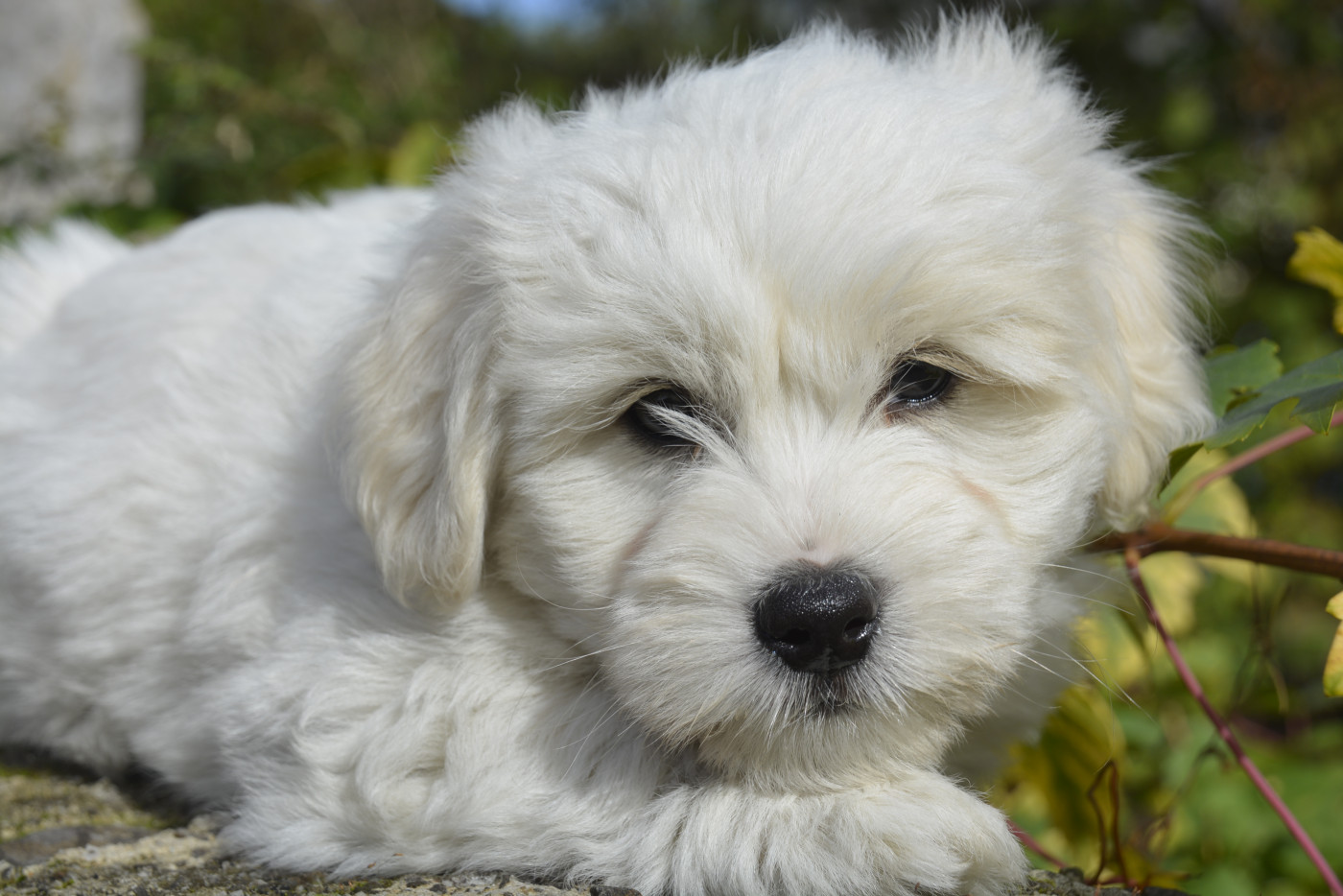 de la Forêt du Kranou - Chiots disponibles - Coton de Tulear