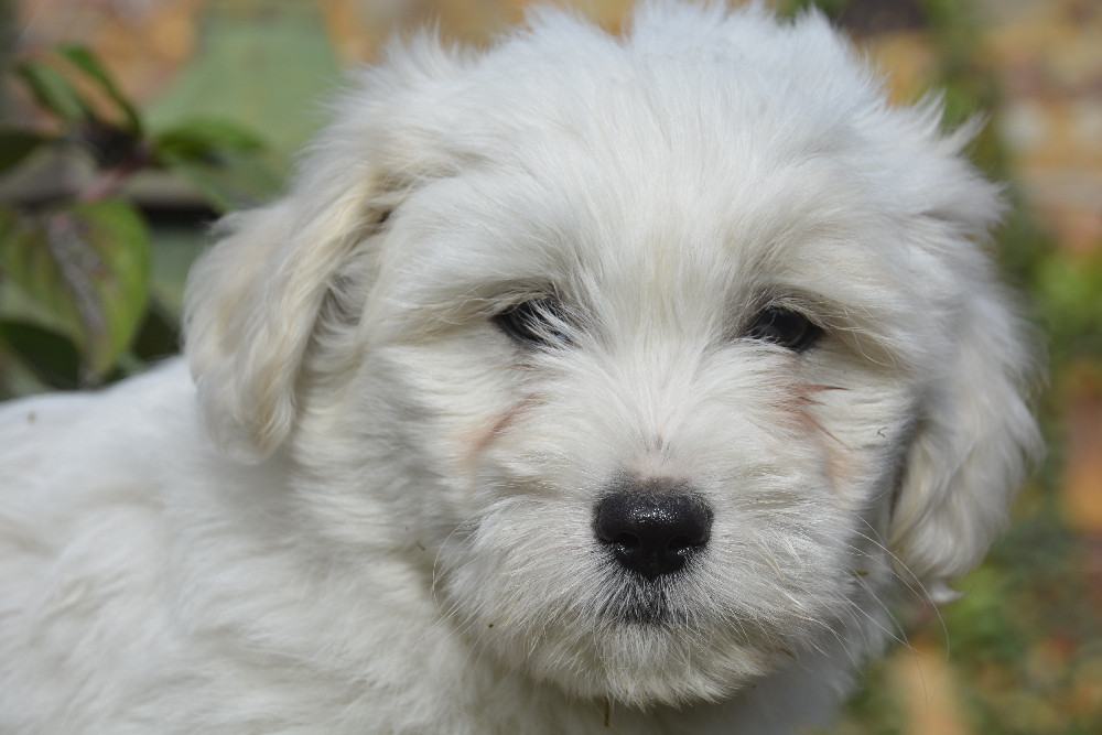 de la Forêt du Kranou - Chiots disponibles - Coton de Tulear