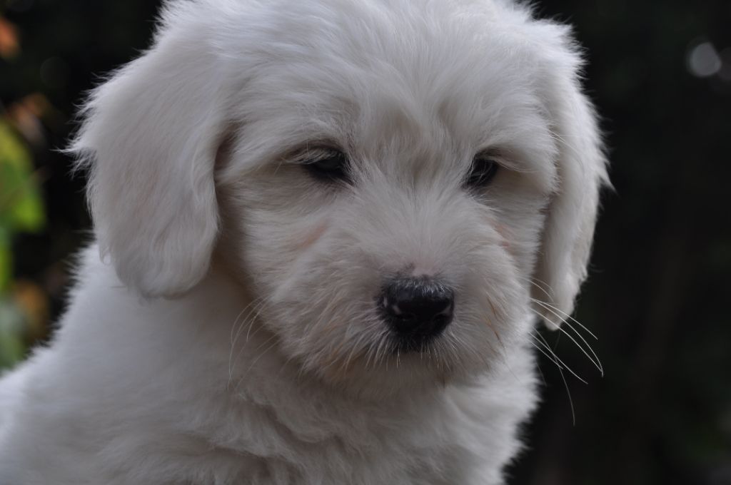 de la Forêt du Kranou - Chiots disponibles - Coton de Tulear