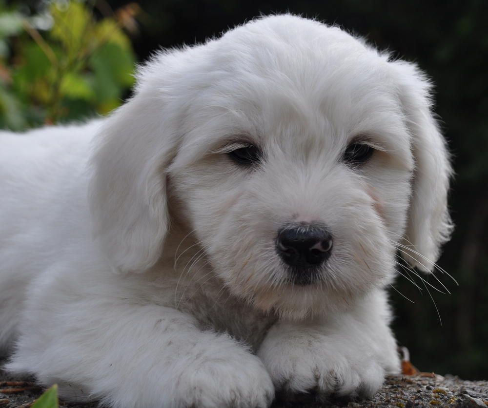 de la Forêt du Kranou - Chiots disponibles - Coton de Tulear