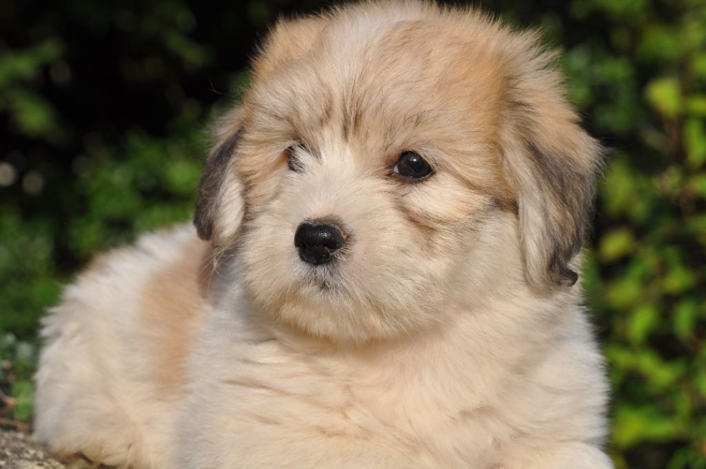 de la Forêt du Kranou - Chiots disponibles - Coton de Tulear