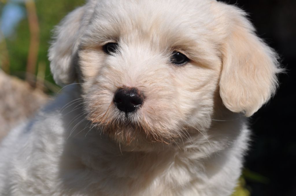 de la Forêt du Kranou - Chiots disponibles - Coton de Tulear