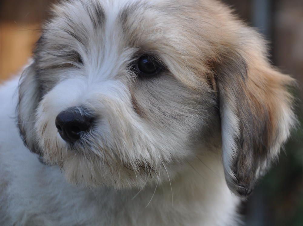 de la Forêt du Kranou - Chiots disponibles - Coton de Tulear