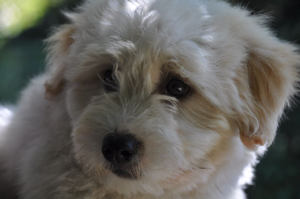 de la Forêt du Kranou - Chiots disponibles - Coton de Tulear