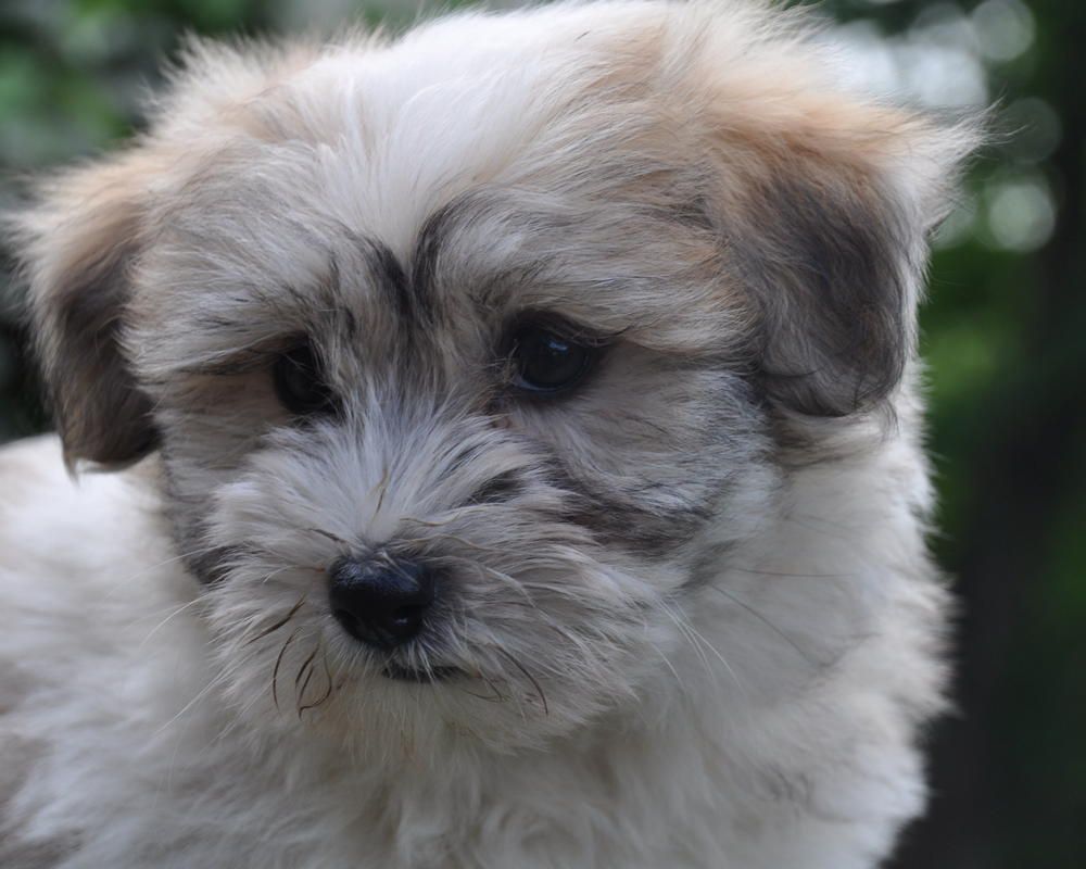 de la Forêt du Kranou - Chiots disponibles - Coton de Tulear