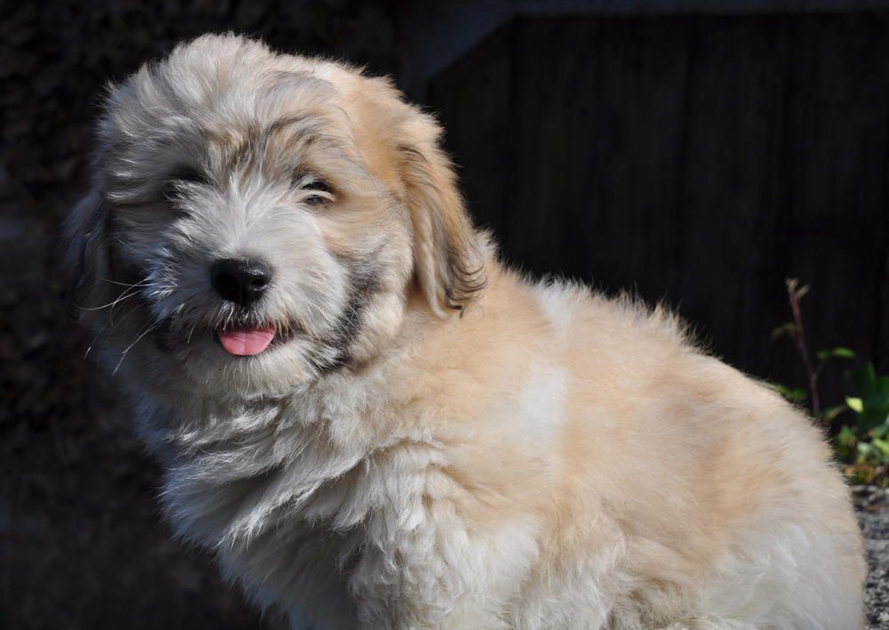 de la Forêt du Kranou - Chiots disponibles - Coton de Tulear