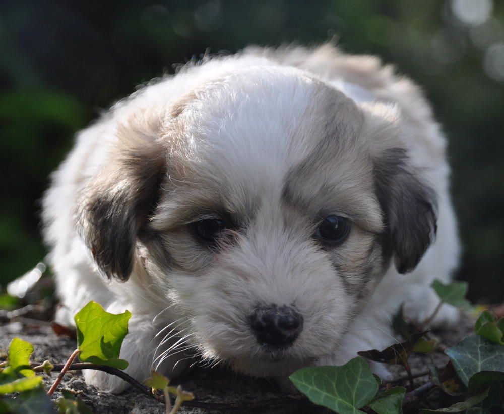 de la Forêt du Kranou - Chiots disponibles - Coton de Tulear
