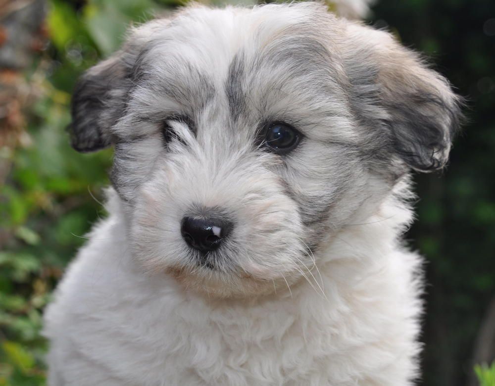 de la Forêt du Kranou - Chiots disponibles - Coton de Tulear
