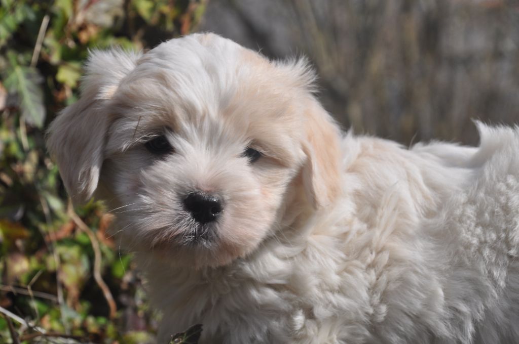 de la Forêt du Kranou - Chiots disponibles - Coton de Tulear