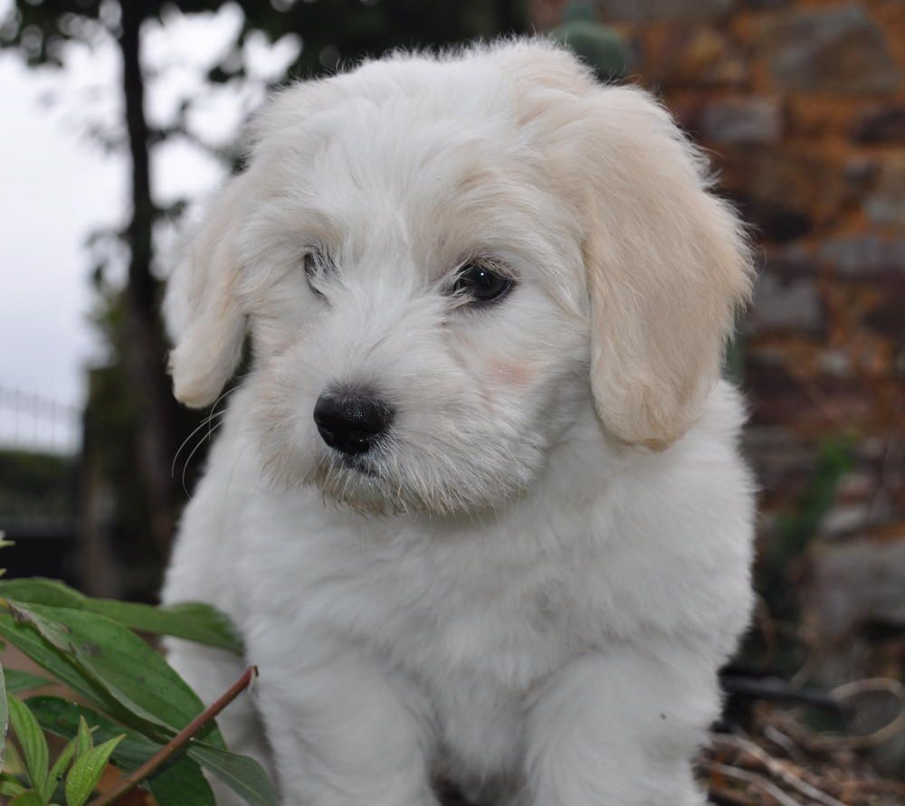 de la Forêt du Kranou - Chiots disponibles - Coton de Tulear