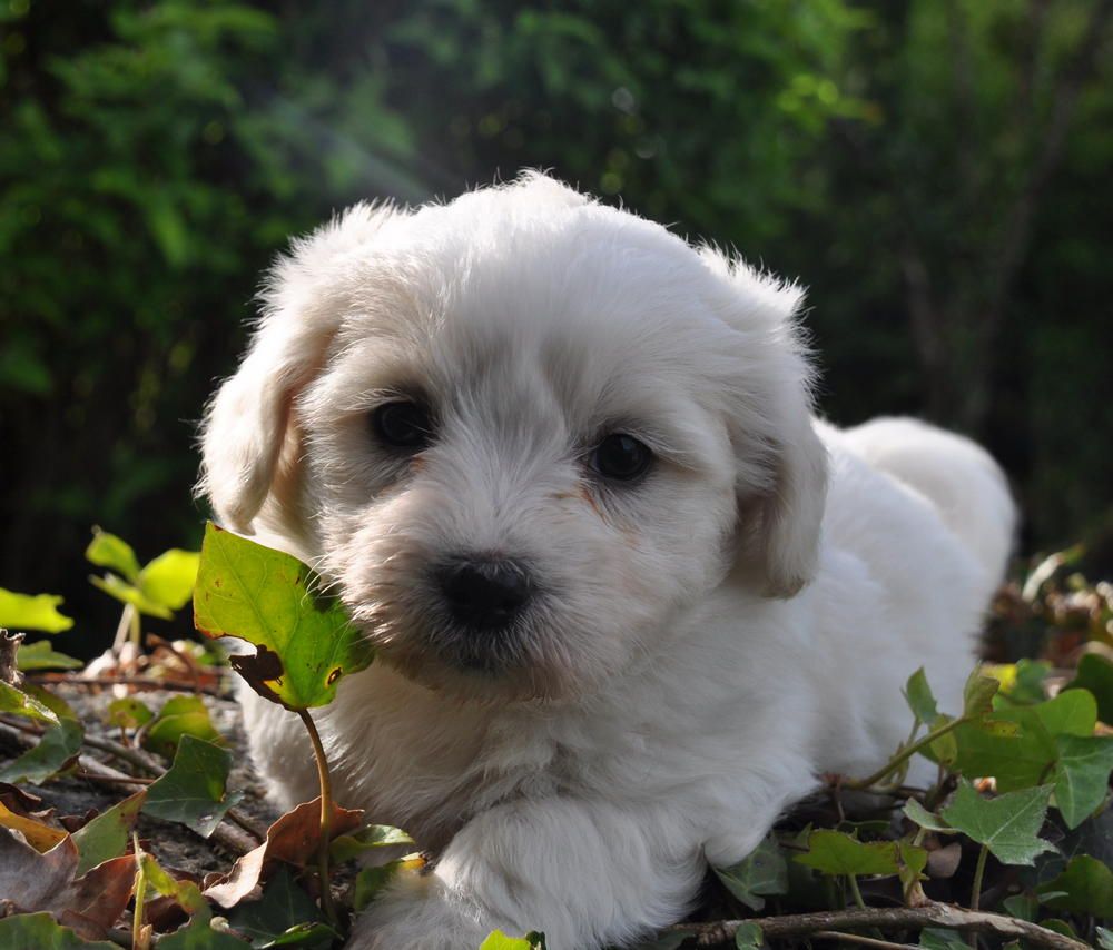 de la Forêt du Kranou - Chiots disponibles - Coton de Tulear