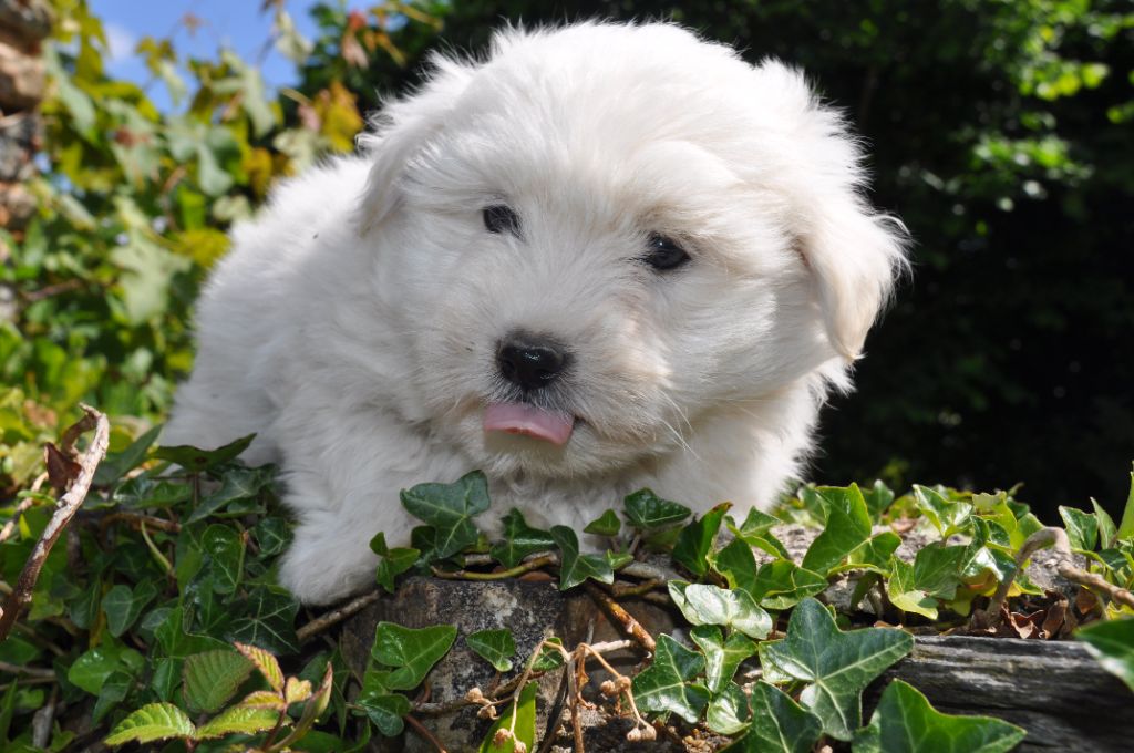 de la Forêt du Kranou - Chiots disponibles - Coton de Tulear