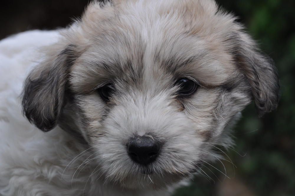 de la Forêt du Kranou - Chiots disponibles - Coton de Tulear