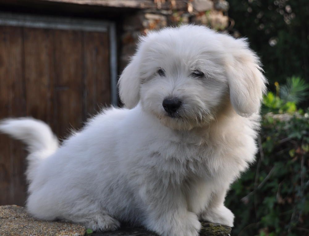 de la Forêt du Kranou - Chiots disponibles - Coton de Tulear