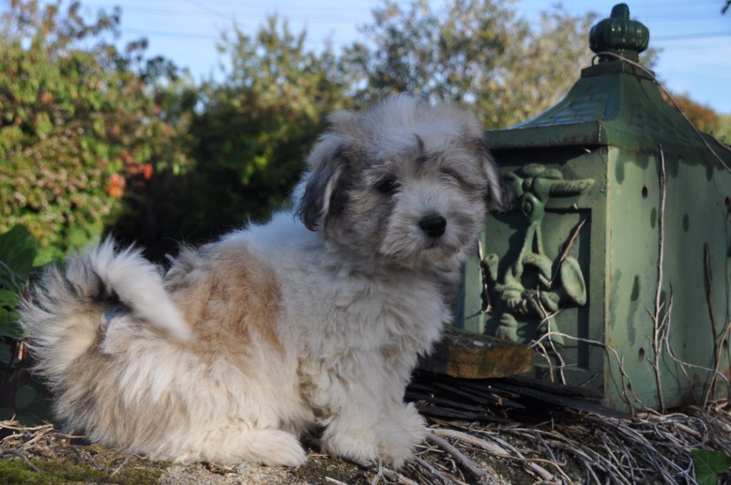 de la Forêt du Kranou - Chiots disponibles - Coton de Tulear
