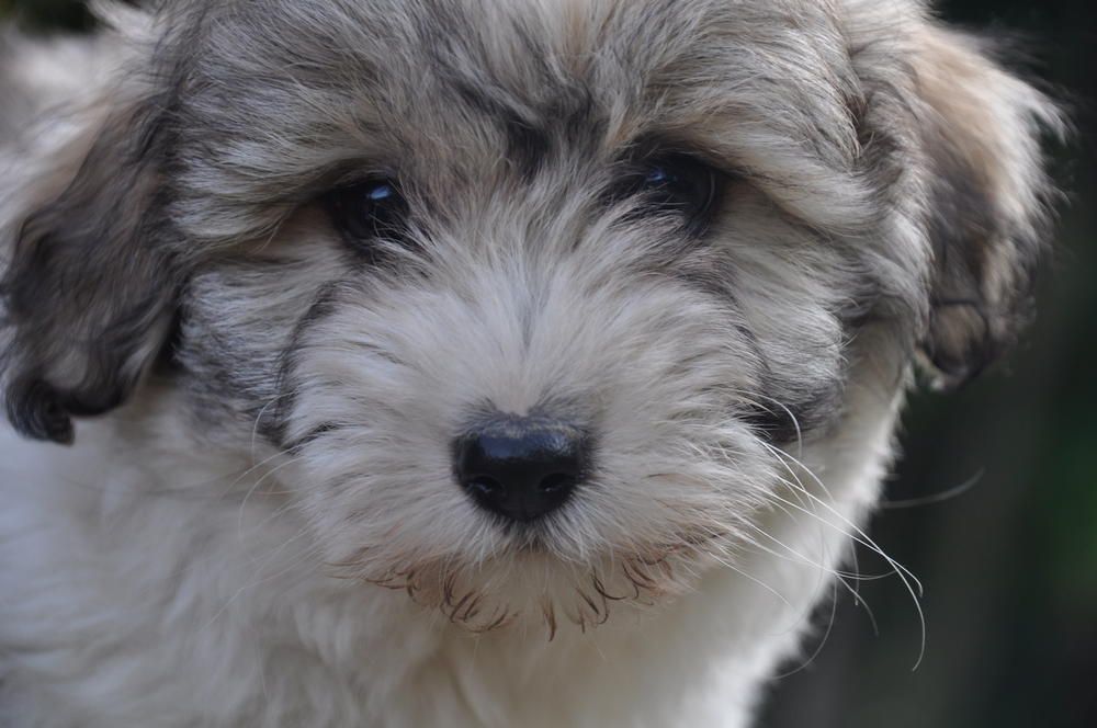 de la Forêt du Kranou - Chiots disponibles - Coton de Tulear