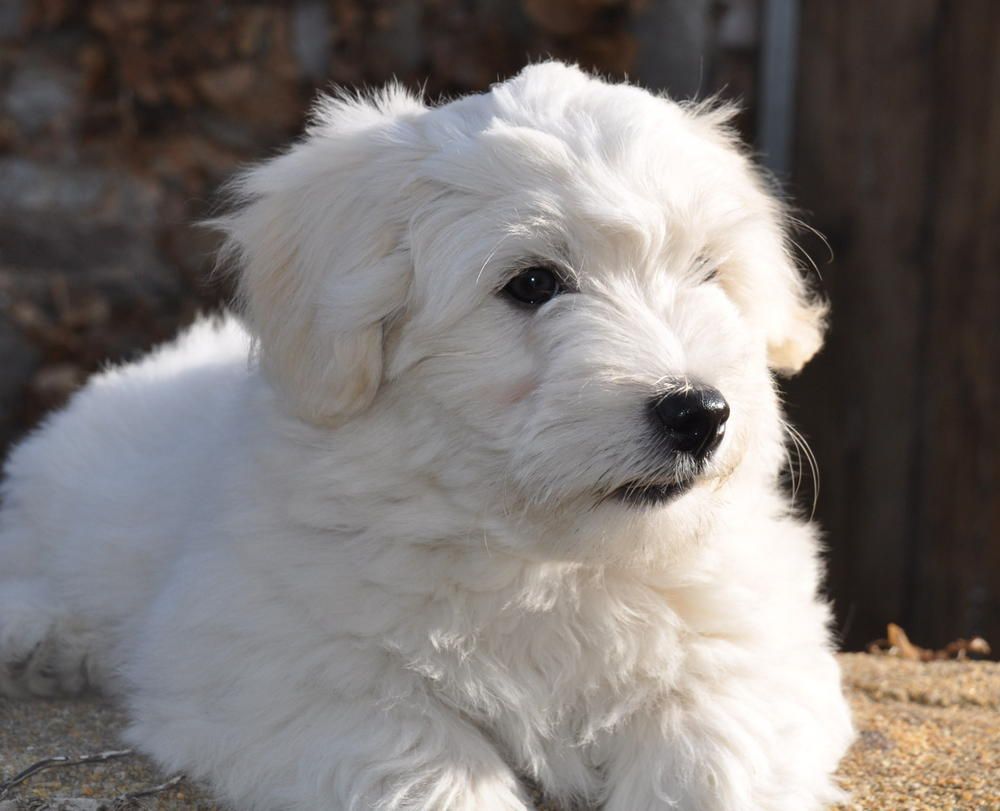 de la Forêt du Kranou - Chiots disponibles - Coton de Tulear