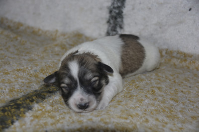 Chiot N°4