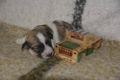 Baya