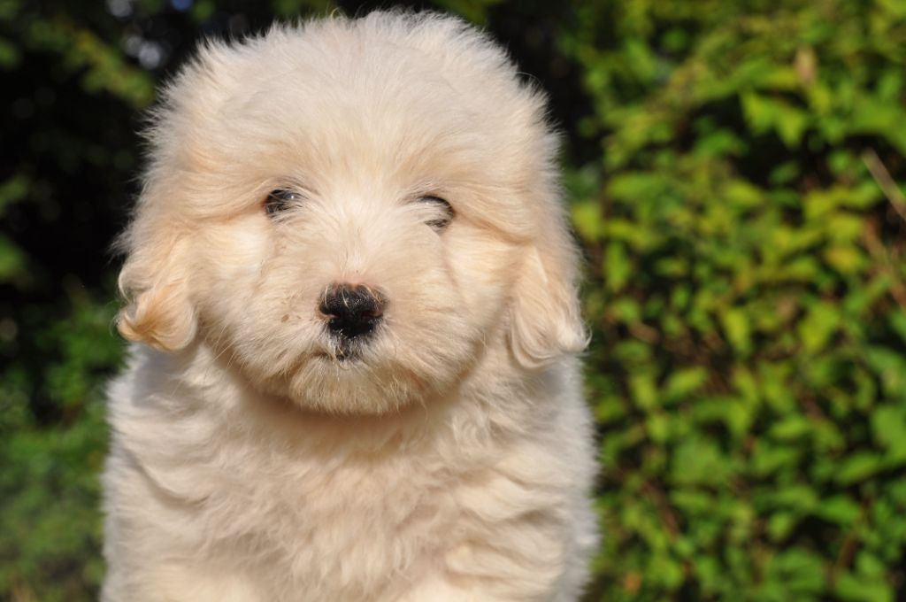 de la Forêt du Kranou - Chiots disponibles - Coton de Tulear