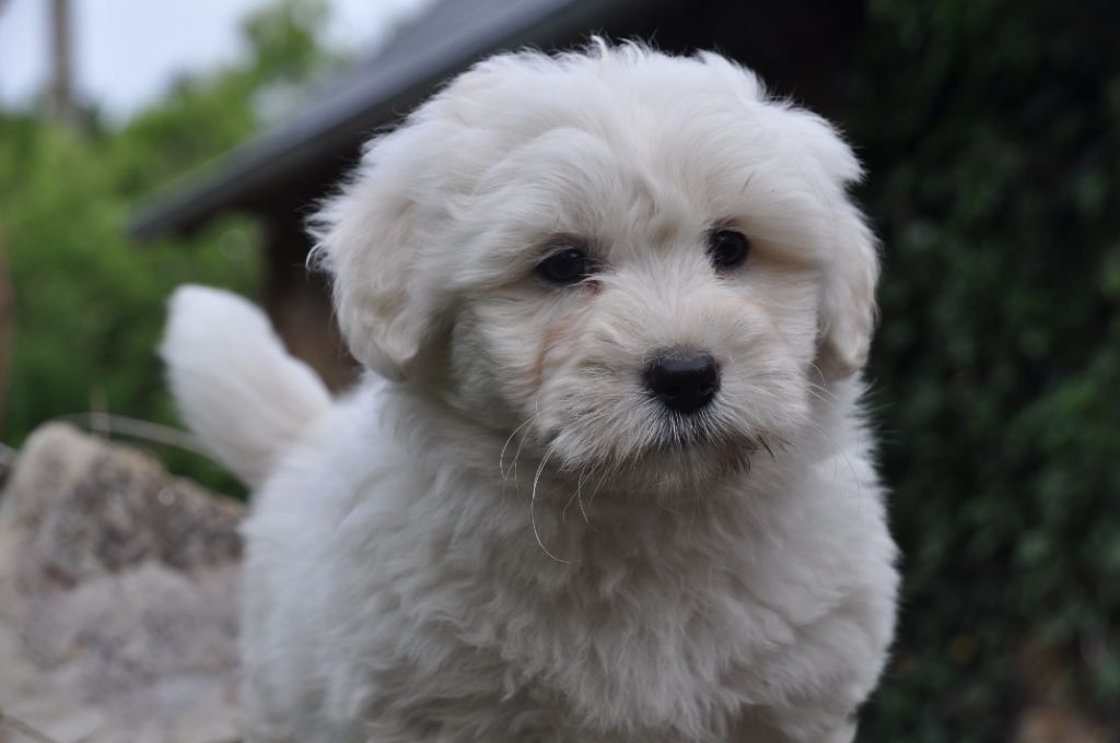 de la Forêt du Kranou - Chiots disponibles - Coton de Tulear