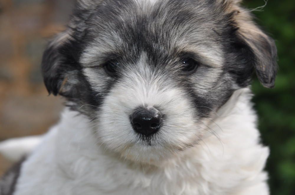 de la Forêt du Kranou - Chiots disponibles - Coton de Tulear