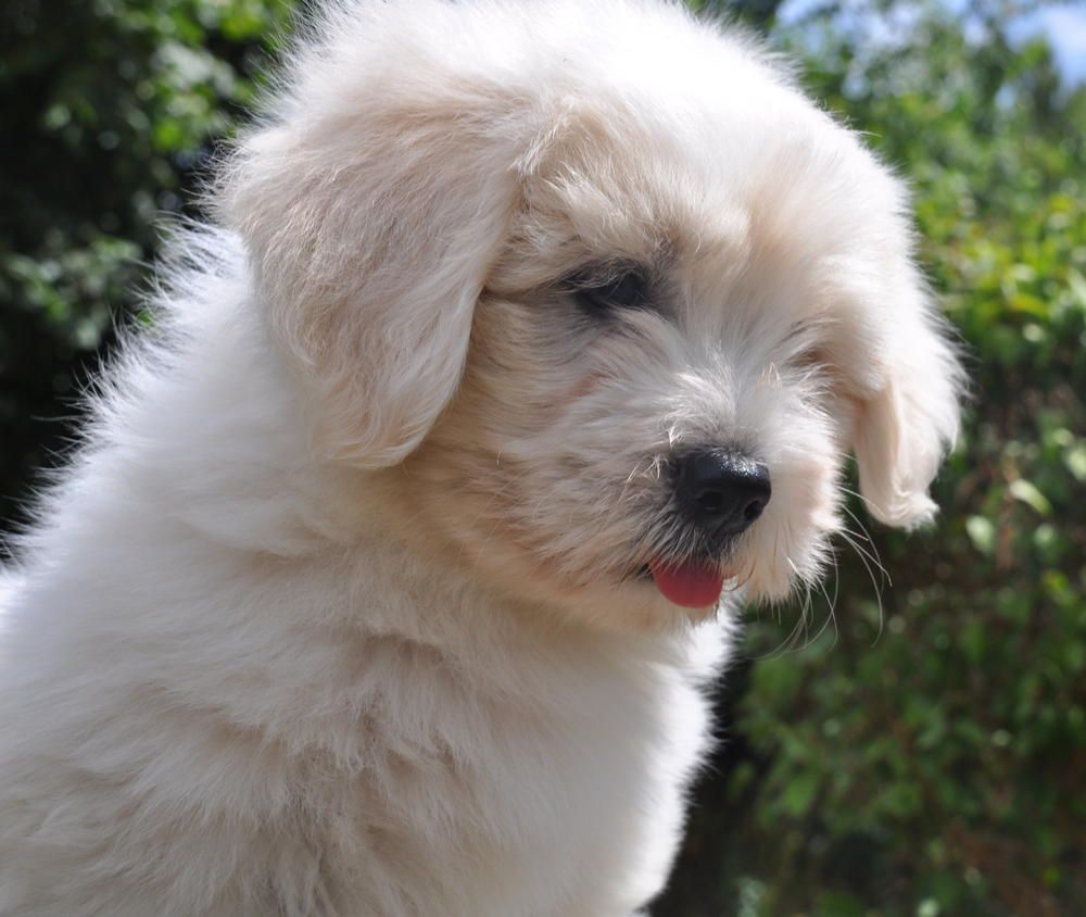 de la Forêt du Kranou - Chiots disponibles - Coton de Tulear
