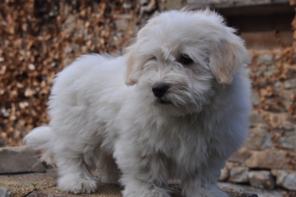 de la Forêt du Kranou - Chiots disponibles - Coton de Tulear
