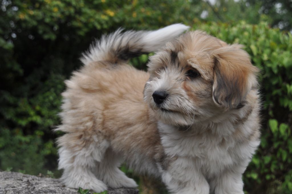 de la Forêt du Kranou - Chiots disponibles - Coton de Tulear