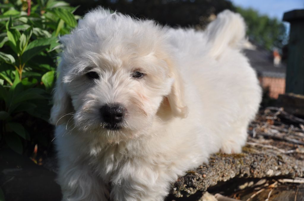 de la Forêt du Kranou - Chiots disponibles - Coton de Tulear