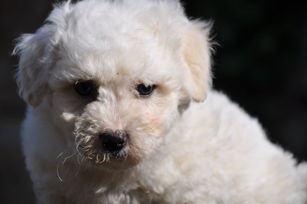 de la Forêt du Kranou - Chiots disponibles - Coton de Tulear