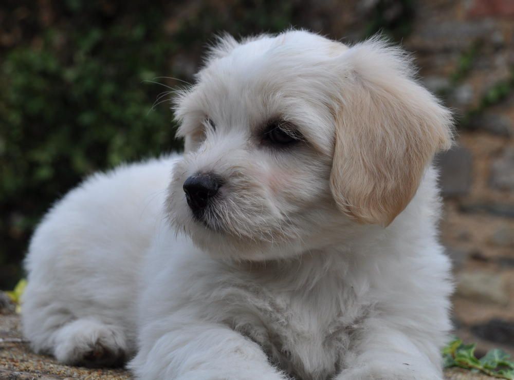 de la Forêt du Kranou - Chiots disponibles - Coton de Tulear