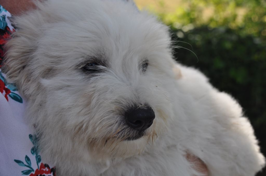 de la Forêt du Kranou - Chiots disponibles - Coton de Tulear